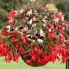 Begonia Bossa Nova Mix Trailing Begonia 15 Pelleted !! Seeds Fresh Garden