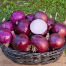 Onion Cabernet Onion 200 Red Onion Seeds Fresh Garden