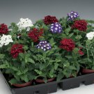 Verbena Obsession Spirt Mix Verbena Seeds Fresh Garden