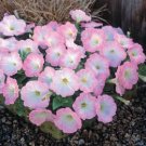 Trilogy Salmon Morn Pelleted Petunia 25 pelleted Seeds Fresh Garden