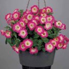 Petunia 50 Pelleted Merlin Rose Morn Seeds Fresh Garden