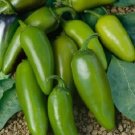 Mucho Nacho Jalapeno 25 Pepper Hybrid Hot Pepper Seeds Fresh Garden