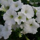 Easy Wave White Wave Petunia 25 Pelleted Seeds Fresh Garden