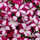 Easy Wave Burgundy Star wave 25 pelleted petunia Seeds Fresh Garden