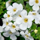 Bacopa Multi Pelleted Bacopa Snowtopia 25 Seeds Fresh Garden