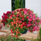 Snapdragon Candy Showers Mix 15 Multi Pelleted Trailing Seeds Fresh Garden