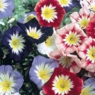 Morning Glory Ensign Mix 50 Flower Seeds Fresh Garden