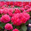 Begonia 15 Nonstop Rose Pelleted Seeds Fresh Garden