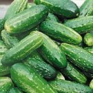 0 Cucumber Bush Pickle Hybrid Seeds Fresh Garden
