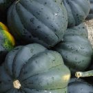 50 Bush Acorn Squash Table King 82 days Seeds Fresh Garden