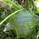 50 Green Hubbard Squash treated Seeds Fresh Garden