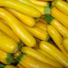 Zucchini Summer Squash 50 Golden Zucchini 60 days Seeds Fresh Garden