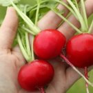 German Giant Radish 500 Huge Radish Seeds Fresh Garden