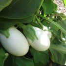 50 Egg White Star Hybrid Egg Egg Seeds Fresh Garden