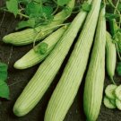 200 Armenian Yard Long Cucumber Seeds Fresh Garden