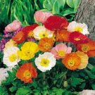 5000 Iceland Poppy Seeds Fresh Garden