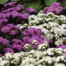 500 Ageratum Mexicanum Mix FLOWER Seeds Fresh Garden