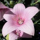 Balloon Flower Rose 100 FLOWER Seeds Fresh Garden