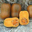 Squash 25 Honeynut Squash Butternut Vegetable Seeds Fresh Garden