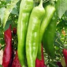 Pepper 100 Hot Big Jim CHILI PEPPER Seeds Fresh Garden