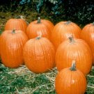 25 Pumpkin Howden Biggie Pumpkin Big Pumpkin Seeds Fresh Garden