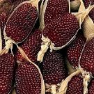 100 Corn Strawberry Ornamental Ornamental Corn POPCORN Seeds Fresh Garden