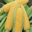 50 Bodacious Hybrid Corn Sweet Corn Seeds Fresh Garden