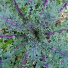 3000 Russian Red Kale Red Kale Seeds Fresh Garden