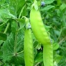50 Snow Pea Oregon Giant Sugar Pod Peas Seeds Fresh Garden 50 Snow Pea Oregon Giant Sugar Pod Peas Seeds Fresh Garden