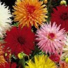 50 Dahlia Cactus Mix Flower Dahlia Seeds Fresh Garden