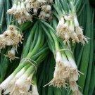 Bunching Onion 500 Evergreen Hardy Onion Seeds Fresh Garden