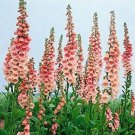 500 Foxglove Apricot Beauty Digitalis Seeds Fresh Garden