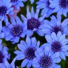 Blue Daisy 50 Felicia Blue Daisy Seeds Fresh Garden Blue Daisy 50 Felicia Blue Daisy Seeds Fresh Garden