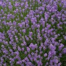 100 Lavandula Angustifolia Munstead Seeds Fresh Garden