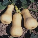 100 Waltham Butternut Squash Seeds Fresh Garden