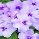 Impatiens Xtreme Lavender 50 Flower Seeds Fresh Garden