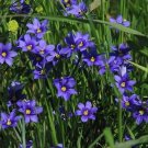 250 Blue Eyed Grass Sisyrinchium bellum Seeds Fresh Garden