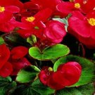 50 Pelleted Begonia Hot Tip Red Seeds Fresh Garden