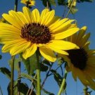 Sunflower 500 Wild Sunflower Helianthus Annuus Seeds Fresh Garden