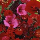 500 Wildflower Red Wildflower Mix Wild Flower Flower Seeds Fresh Garden
