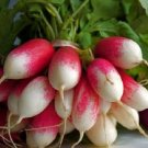 2000 Radish French Breakfast Seeds Fresh Garden