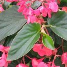 Begonia Dragon Wing Pink Begonia 15 Pelleted Seeds Fresh Garden