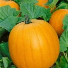 50 Pumpkin Jack O Lantern Seeds Fresh Garden