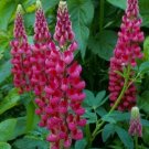Lupine Russell 50 The Pages Lupine Seeds Fresh Garden