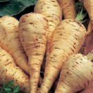 1000 Harris Model Parsnip VEGETABLE Seeds Fresh Garden