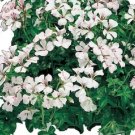 Film Coated Tornado White 15 Geranium Trailing Geranium Seeds Fresh Garden