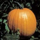 50 Connecticut Field Pumpkin Seeds Fresh Garden