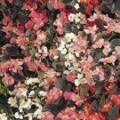 50 Pelleted Begonia Cocktail Mix BUY FLOWER Seeds Fresh Garden