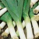 1000 Leek Large American Flag LEEKS Seeds Fresh Garden