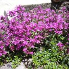 Creeping Thyme 1000 Ground Cover Herb Seeds Fresh Garden